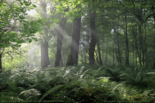 توسکای ییلاقی